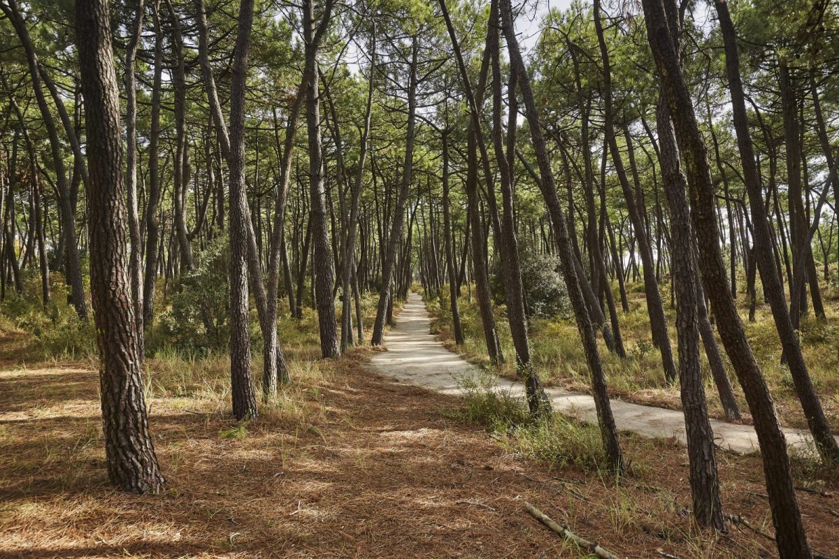 Commune de l’Aiguillon-la-Presqu’île – Forêt