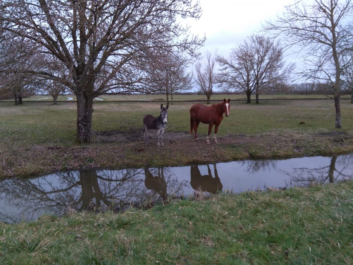 animaux découvrir le marais à velo