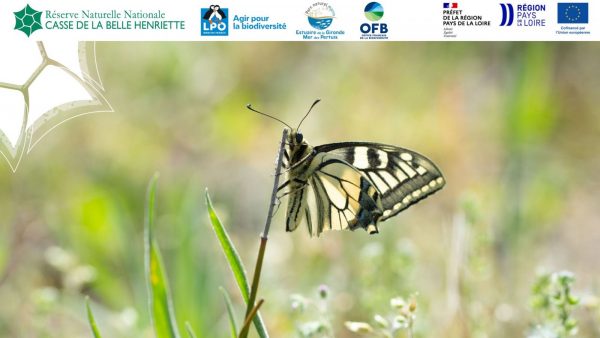 Balade entomologique crépusculaire