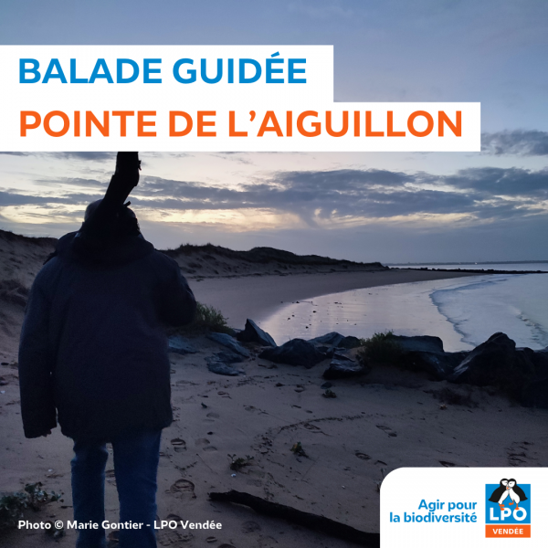Sortie nature, Entre dunes et vasières