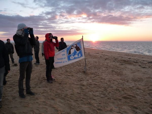 Sortie nature, La migration à la Pointe de l’Aiguillon