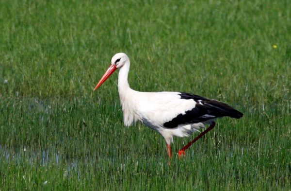 Animation nature, la cigogne blanche, ce bel échassier