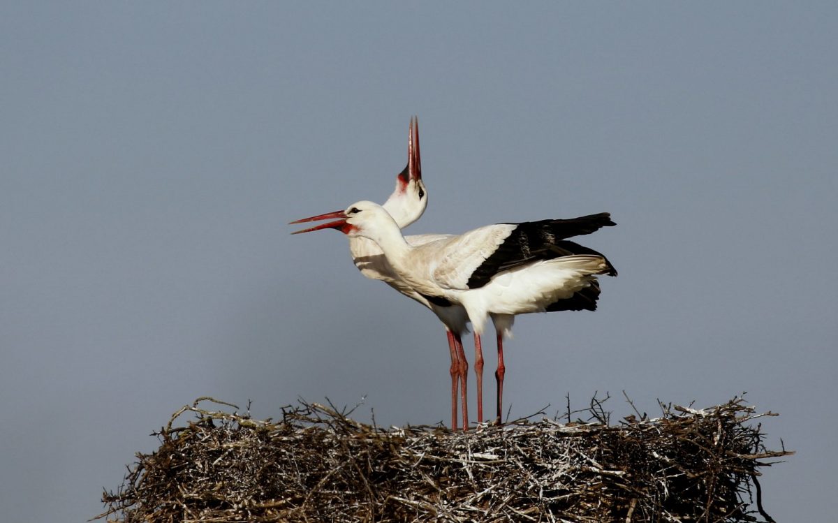 cigogne blanche_D.Joire