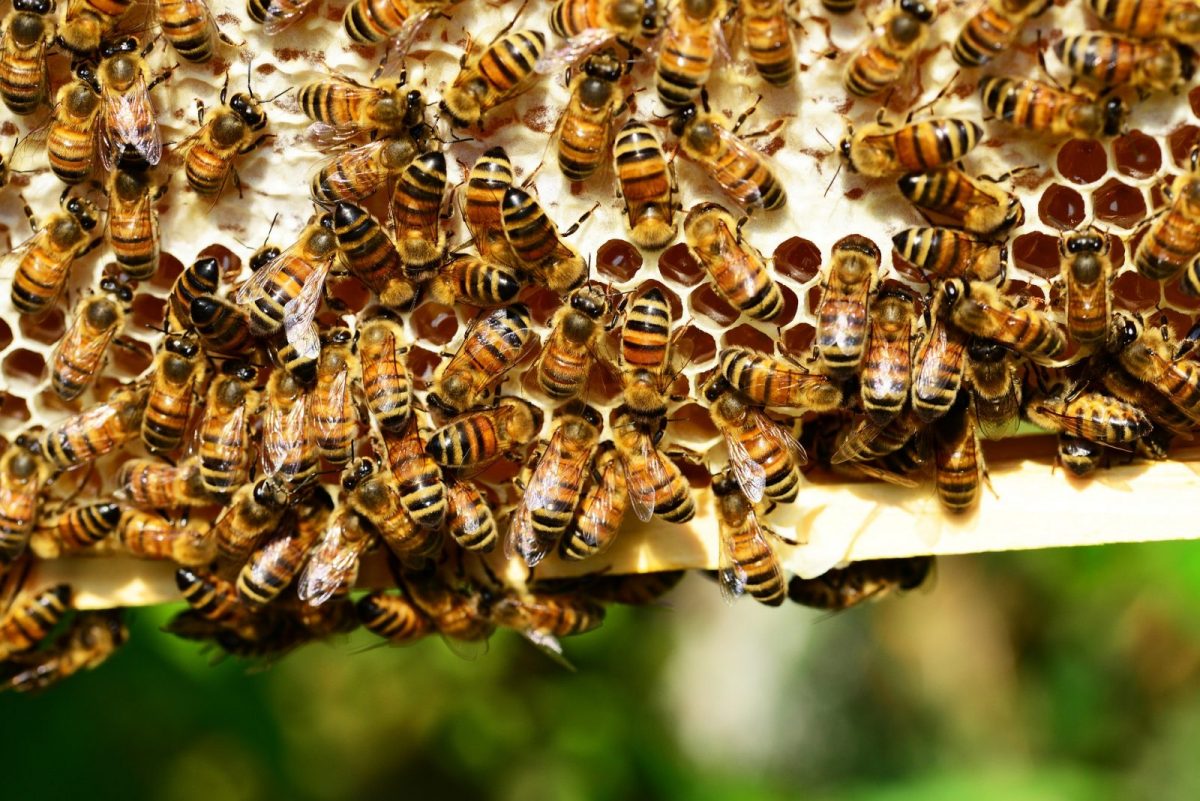 Miellerie-du-marais-Triaize-abeilles