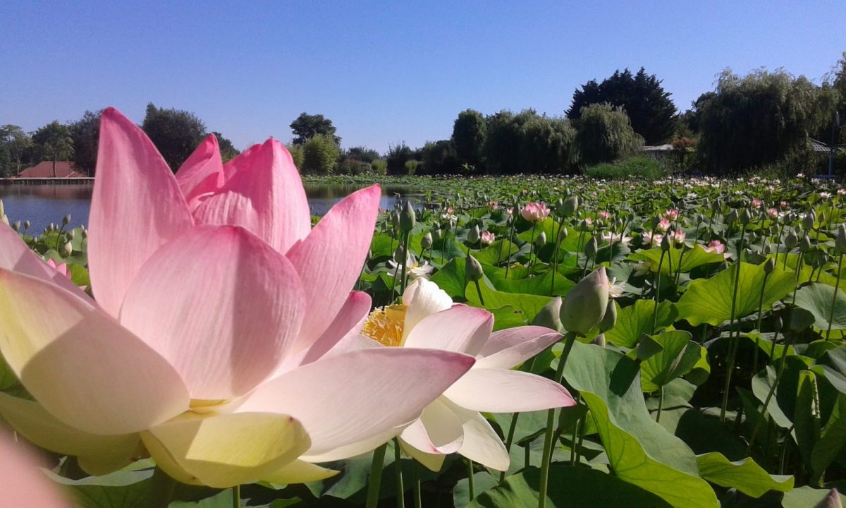 parc-floral-court-d’aron-st-cyr-lotus