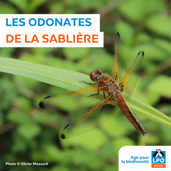 Sortie nature, les odonates de la Sablière