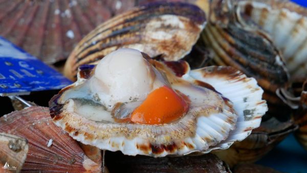 Marché hebdo de L’Aiguillon-sur-Mer