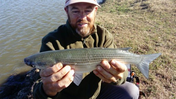 Sortie pêche du mulet au lancer