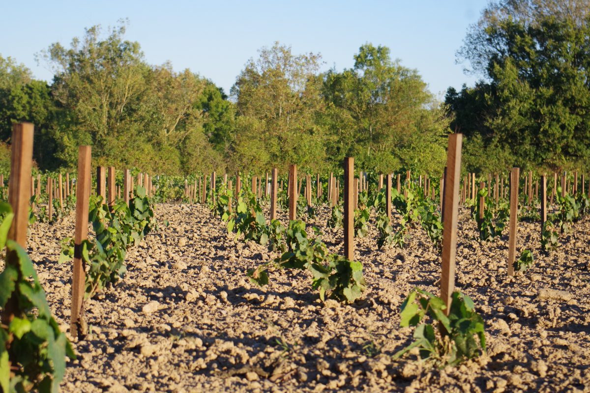 Pierre-Folle-Rosnay-vignes