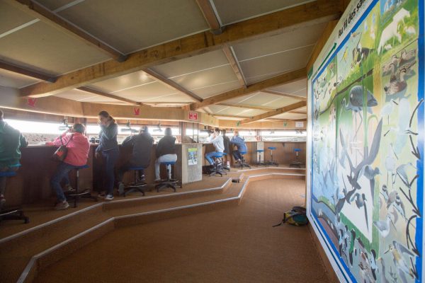 Visite guidée de la Réserve Naturelle Michel Brosselin