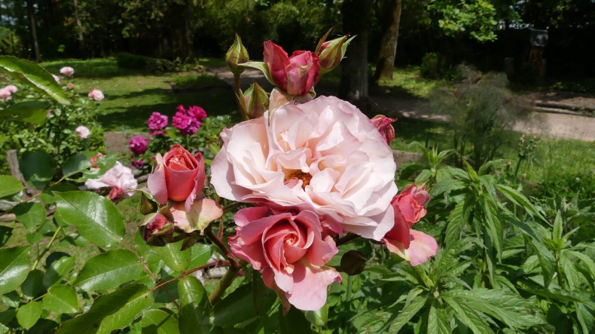 parc floral court d’aron