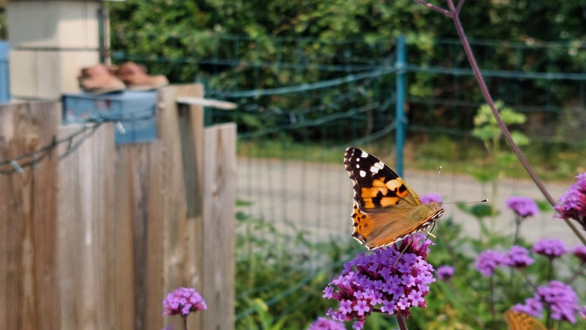 Meublé Le Chat Botté_La Chapelle Thémer_Extérieurs (3)