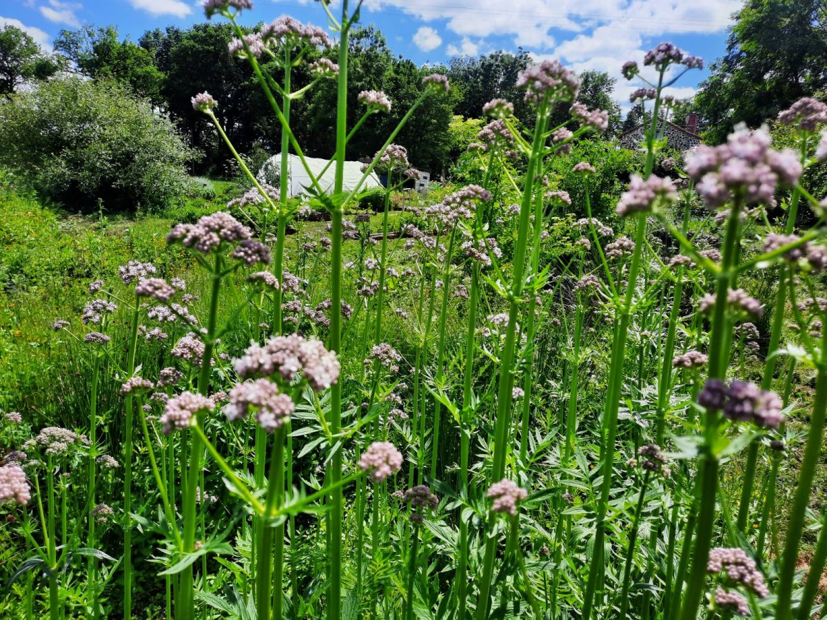 Les fées des herbes