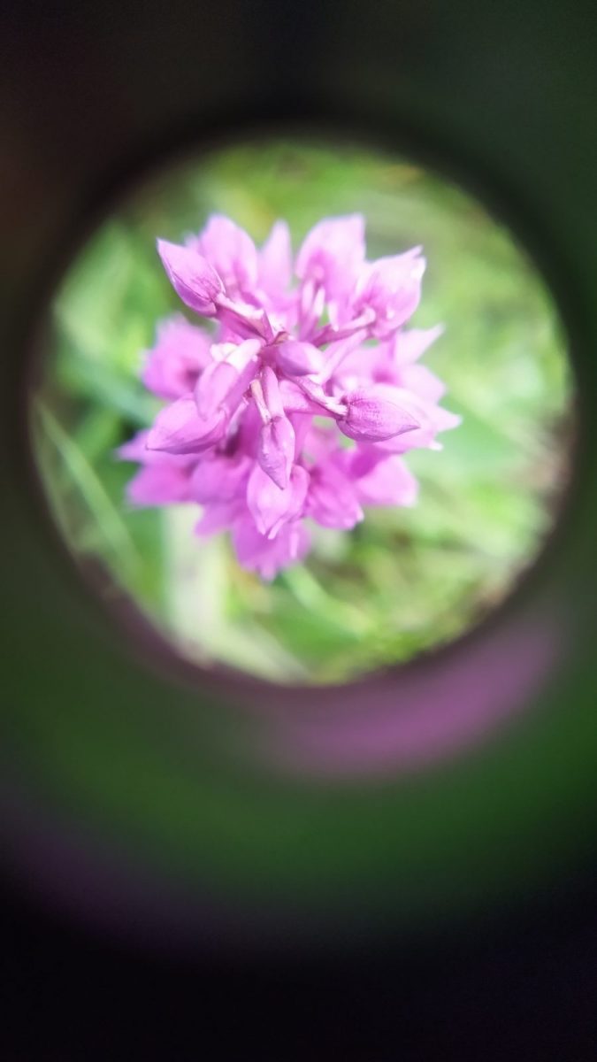 vue d&rsquo;une plante à la loupe