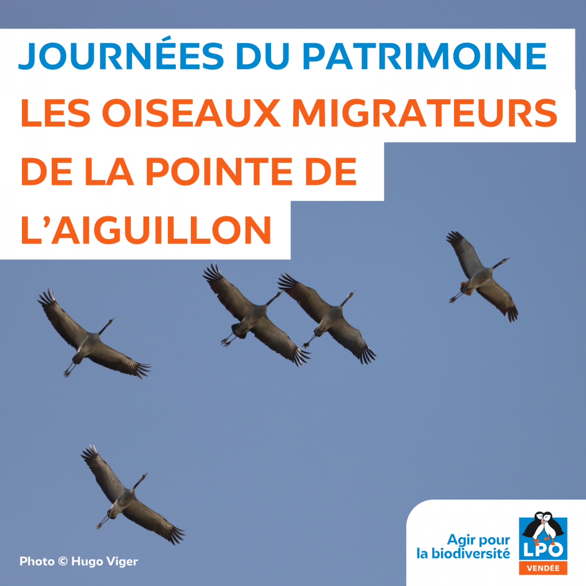 LPO85-L’Aiguillon-la-Presqu’île-JEP Photos migrateurs